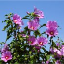 무궁화농장 이미지