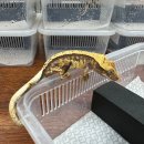 파충류샵KKZOO
