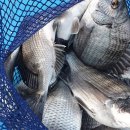 약산면-4 이미지