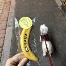 똥강아지 수제간식 이미지