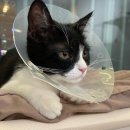 영종H동물의료센터 | 영종도 하늘도시 영종H동물의료센터 방문후기