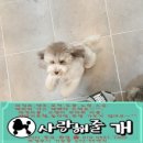 사랑해줄개 이미지