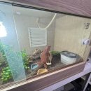 광덕빌딩 | 김해/장유 도마뱀 분양 / 크레이지 후기 “아이들 도마뱀 키우기 도전"