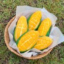 지내고탄로 이미지