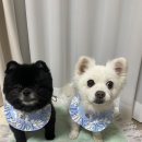 댕이의하루 | 댕이수랏간 / 생생 유산균, 침향 심장튼튼, 침향 기관지청정 제품 후기