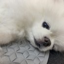 살롱드삐삐 이미지