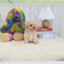 당진낙협동물병원 | 당진 유기동물보호센터 꼬똥드툴레아 입양으로 시작하는 첫걸음