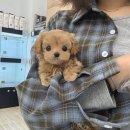 부담덜고 연락주세요 절대 강요없이 친절상담해드립니다 말티푸분양 비숑프리제분양 웰시코기분양 골든두들분양 토이푸들분양 이미지