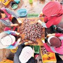 제16회 보목리 자리돔 축제 이미지