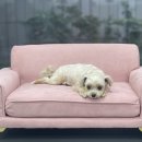 폴인럽 애견&고양이 미용 돌봄&호텔 이미지