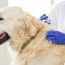 8월의 강아지 이미지