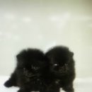 참 조은 훈이네 강아지 이미지