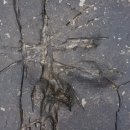 창선 가인리화석산지 이미지