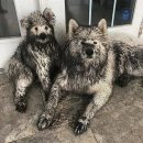 행복한강아지 이미지