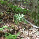 삼구사구 이미지