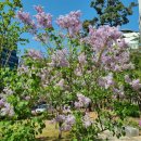 강서힐스테이트(아) 골든클럽 | 서울 아파트 임장 후기 :: 강서, 우장산 임장 데이트 (우장산 e편한세상, 우장산 아이파크, 강서...