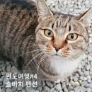 솔비치 | 완도펜션 숙소 솔비치, 바다 해변과 애교 가득한 고양이
