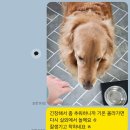 문원길 | 문산강아지호텔 픽업후기