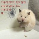 달구막창 | 찰떡이와 함께하는 10월 일기(5주~8주, 난황, 심장소리 듣기, 젤리곰)