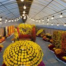 국화정원 이미지