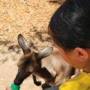 무장초등길 | 초등 아이와 시드니 2주 다녀온 후기｜호주 여행 준비 꿀팁 (1)