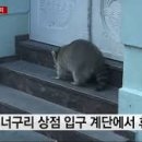 너구리pc 이미지