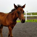 가시리농촌체험휴양마을 이미지