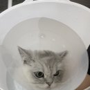 고양이무마취미용 고무미 이미지