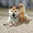 씨프로팜 | [제품제공] 제이펍 <진짜 쓰는 프리미어 프로> 로 2026년 새해 30일 챌린지 도전!