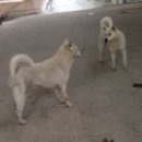 구마타이어 Daum카페