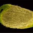 백두대간 자생씨앗 아름다움에 반하다 이미지