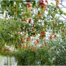 세도농장 이미지