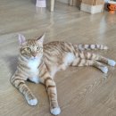 필립보코리아 네이버블로그