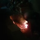 단풍흑염소 농장 이미지