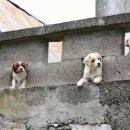 강쥐세상 이미지