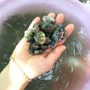 안면도 카사블랑카 이미지