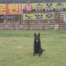 미나애견 이미지