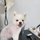 포항애견미용학원 이미지