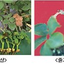 장미반점 이미지