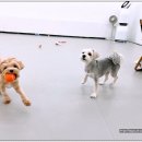 댕댕이 애견샵 이미지