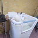 코코블리 애견운동장 이미지