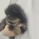 댕댕프렌즈 이미지