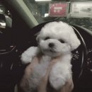 웃는 강아지 이미지