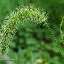 강아지풀 이미지