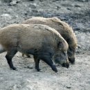 멧돼지집 이미지