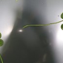 금천독일맑은보청기 이미지