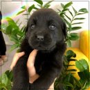 드림독 강아지분양 안심분양센터 김포점 이미지