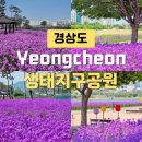 영천강변체육공원주차장 | 영천 생태지구공원 보라유채꽃 실시간 개화상황 주차