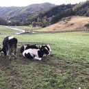 하늘목장 이미지