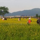 봉황산산악회아차산구리유채꽃축제~ 이미지